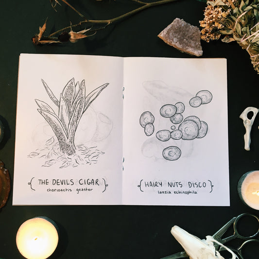 Cool Mushrooms with Weird Names Zine